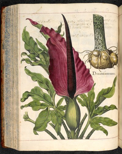 Dracontium Maius, de Hortus Eystettensis, de Basilius Besler de Basilius Besler