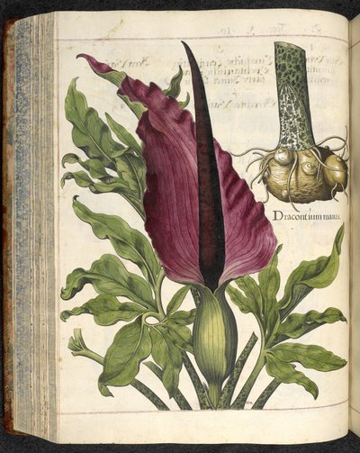 Dracontium Maius, ilustración de 