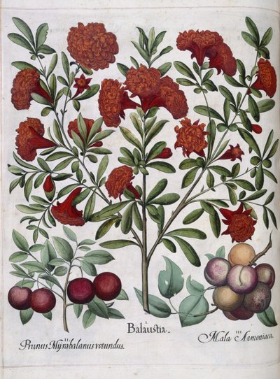 Fruto, de 