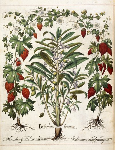Plantas frutales, de 