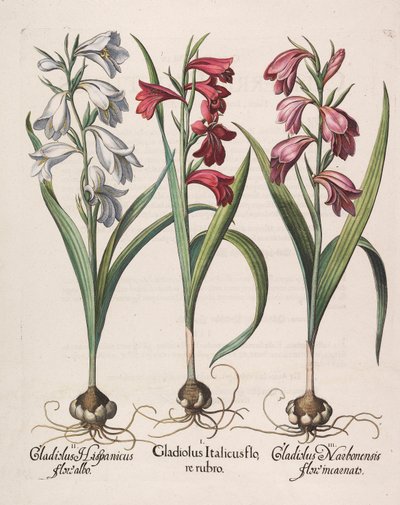 Gladiolus italicus flore rubro, 1613 de Basilius Besler