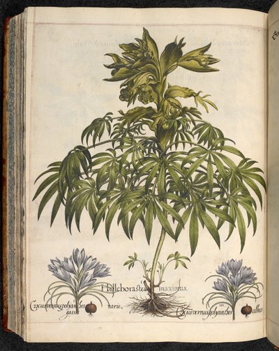 Helleboraster maximus, de Hortus Eystettensis, ...Basilius Besler de Basilius Besler