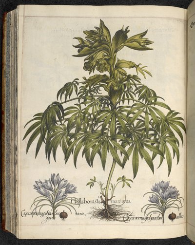 Helleborus, Ilustración de 