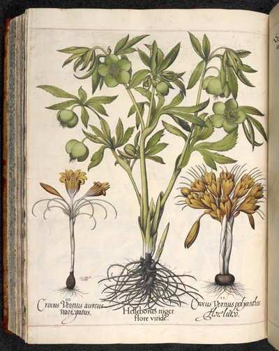 Helleborus niger, Crocus vernus, de Hortus Eystettensis, de Basilius Besler de Basilius Besler