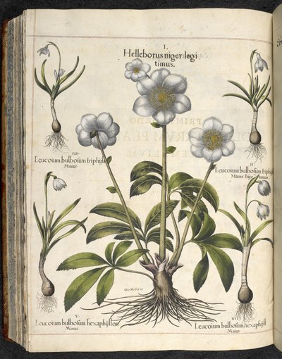 Helleborus niger, Ilustración de 
