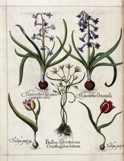 Jacinto y tulipán, de 