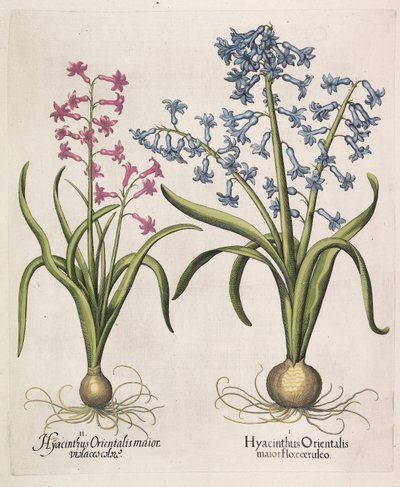 Hyacinthus orientalis de Basilius Besler