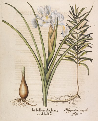 Iris bulbosa Anglicana, 1613 de Basilius Besler