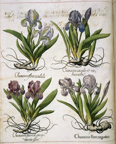 Iris, de 
