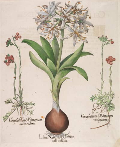 Lilio Narciso Hemerocalli, 1613 de Basilius Besler