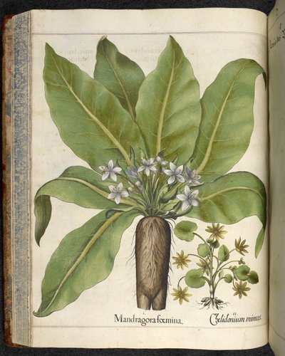 Mandrake Mandrake femina, ilustración de 
