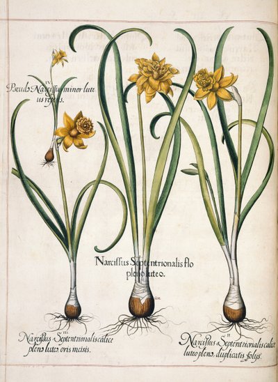 Narciso, de 