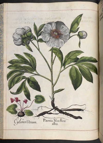 Lámina 106: Cyclamen Vernum, Paonia Mas flore albo, de Hortus Eystettensis, de Basilius Besler de Basilius Besler