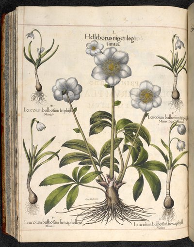 Lámina 29: Eléboro negro...   El jardín de Eystetten, ...  albahaca besler de Basilius Besler