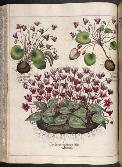 Lámina 348: Ciclamen.  El jardín de Eystett, ...  albahaca besler  1613 de Basilius Besler