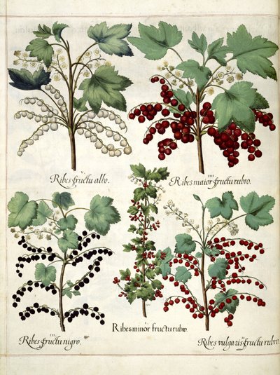 Plantas de grosella roja y negra, de 