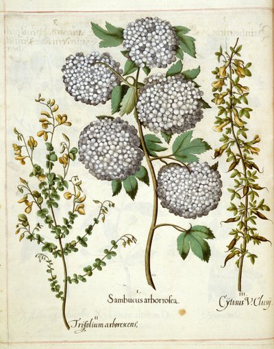 Saúco, Trillium y Cytisus, de Hortus Eystettensis de Basilius Besler