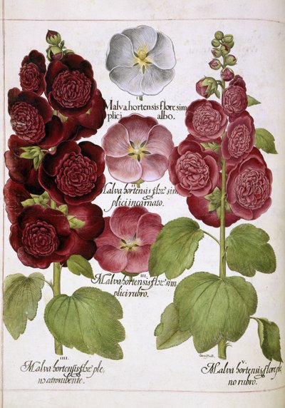 tres plantas de Basilius Besler