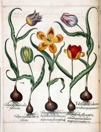 Tulipán, de 