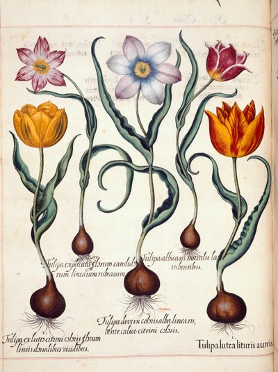 Tulipanes, de 