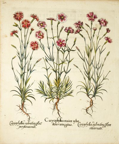 Variedades de Caryophyllus Sylvestris publicado en Hortus Eystettensis, 1613 de Basilius Besler