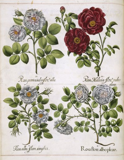 Rosa blanca y roja, de 