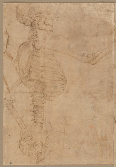 Esqueleto de medio cuerpo en perfil de Battista Franco
