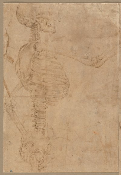 Esqueleto de medio cuerpo en perfil, principios de 1540 de Battista Franco