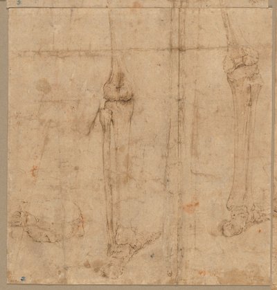 Mitad inferior del esqueleto desde la espalda, principios de 1540s de Battista Franco