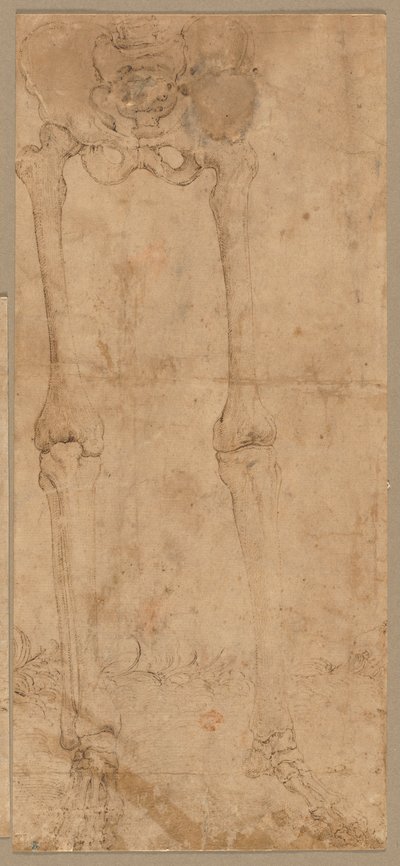 Mitad inferior del esqueleto desde el frente, principios de 1540s de Battista Franco
