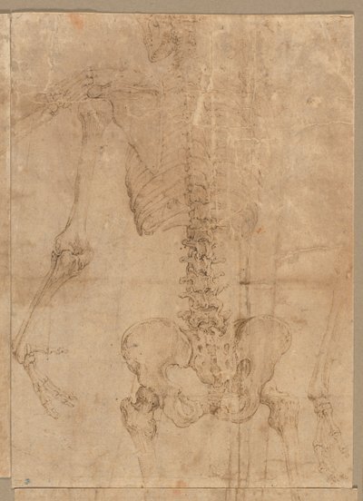 Mitad superior del esqueleto desde la espalda, principios de la década de 1540 de Battista Franco