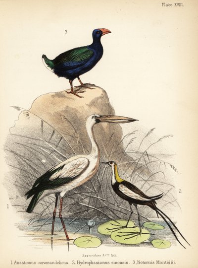 Pico abierto asiático, jacana de cola de faisán y takahe. 1855 (litografía) de Bauerrichter