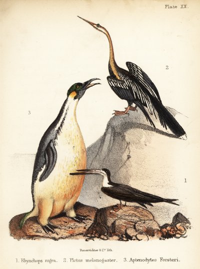 Rayador negro, dardo oriental y pingüino emperador. 1855 (litografía) de Bauerrichter