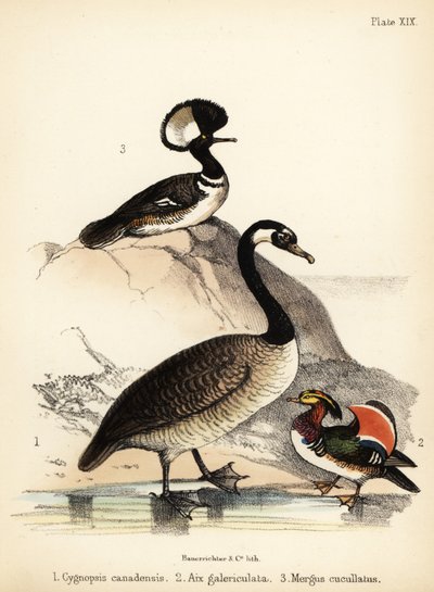 Ganso de Canadá, pato mandarín y merganser encapuchado. 1855 (litografía) de Bauerrichter