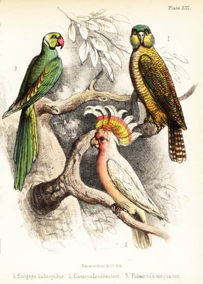 Kakapo, cacatúa mayor de Mitchell y perico alejandrino. 1855 (litografía) de Bauerrichter