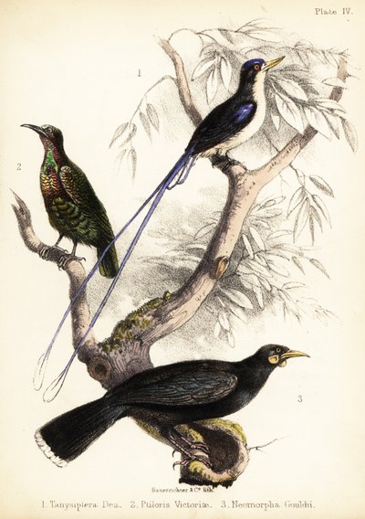 Martín pescador del paraíso, pájaro rifeño de Victoria y huia extinta. 1855 (litografía) de Bauerrichter