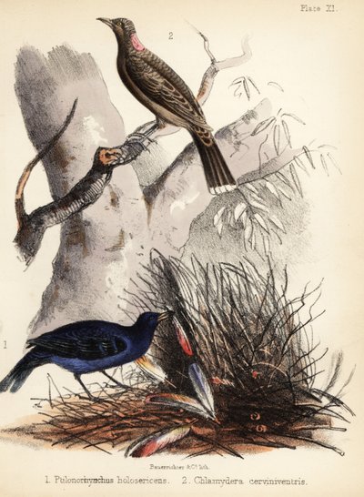 Pájaros de raso y de pecho leonado. 1855 (litografía) de Bauerrichter