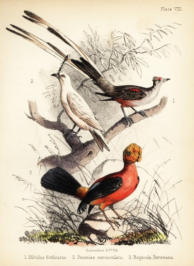 Papamoscas de cola de tijera, pájaro campana blanco y gallo de los Andes 1855 (litografía) de Bauerrichter