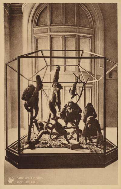 Sala de los Gorilas de Belgian Photographer