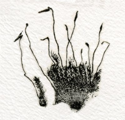 Musgo en brote, 2014 de Bella Larsson