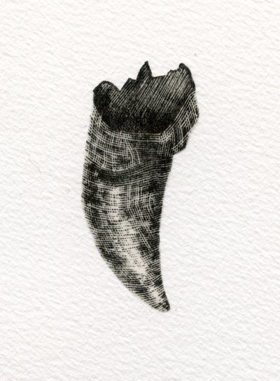 Diente felino, 2014 de Bella Larsson