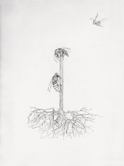 Wasp Tree, 2021 (punta seca y lápiz sobre papel) de Bella Larsson