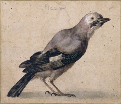 Un arrendajo de Benedetto Luti