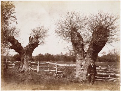 Un árbol de seto, 1852 de Benjamin Brecknell Turner