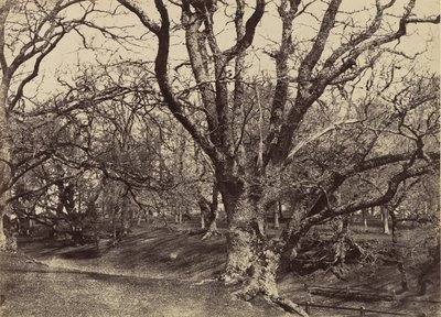 Pepperharrow Park, Surrey, 1852-54 de Benjamin Brecknell Turner