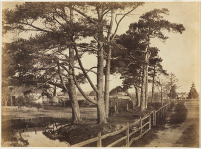Scotch Firs, Hawkhurst de Benjamin Brecknell Turner