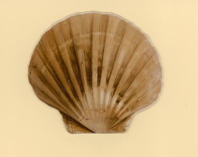 Ilustración para folleto titulado Conchas Marinas de Benjamin D. Sigmund