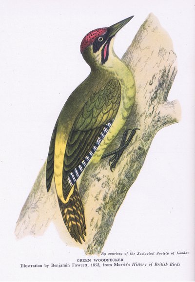 Pájaro carpintero verde, Naturaleza en Gran Bretaña publicado por Collins de Benjamin Fawcett