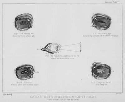 Anatomía, el ojo del caballo, en salud y enfermedad de Benjamin Herring