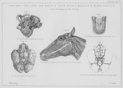 Anatomía, la cabeza, oído, cerebro y sus nervios, músculos y vasos sanguíneos de Benjamin Herring